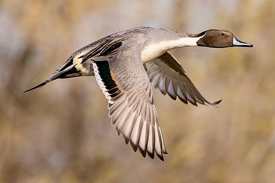 Male northern pintail (Anas acuta) in flight by Frank Schulenburg is licensed under CC BY-SA 4.0.